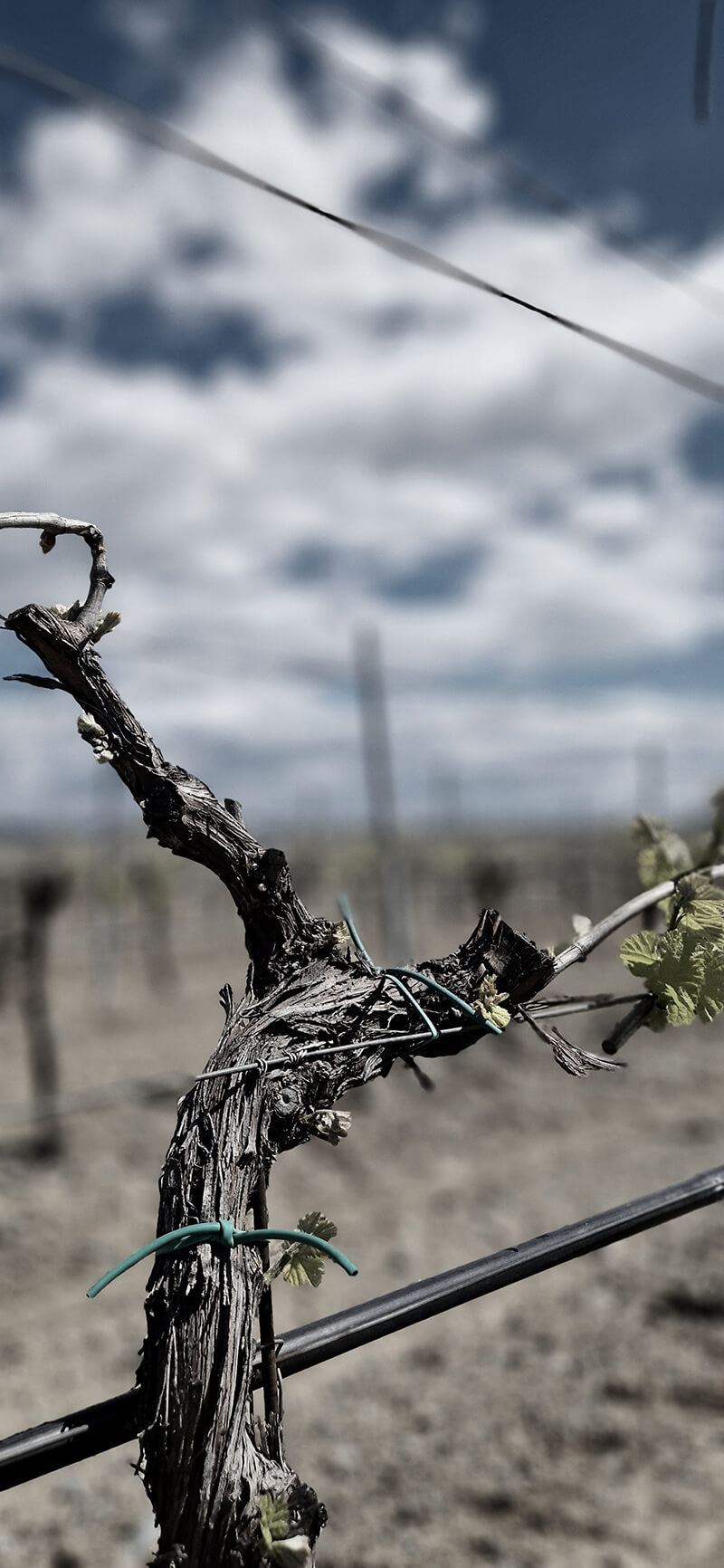 Vine