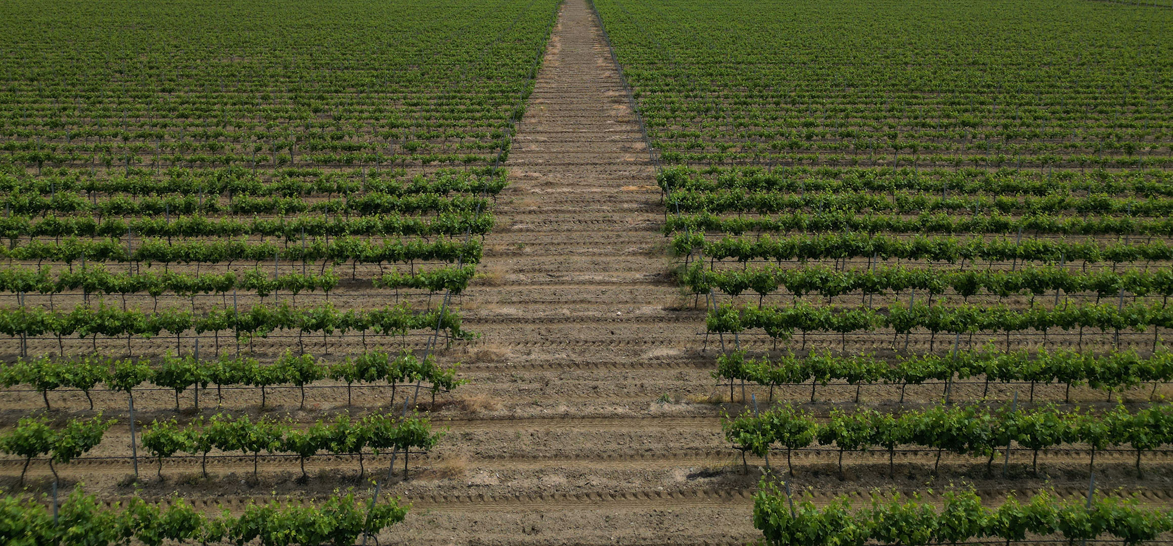 Vineyard Landscape