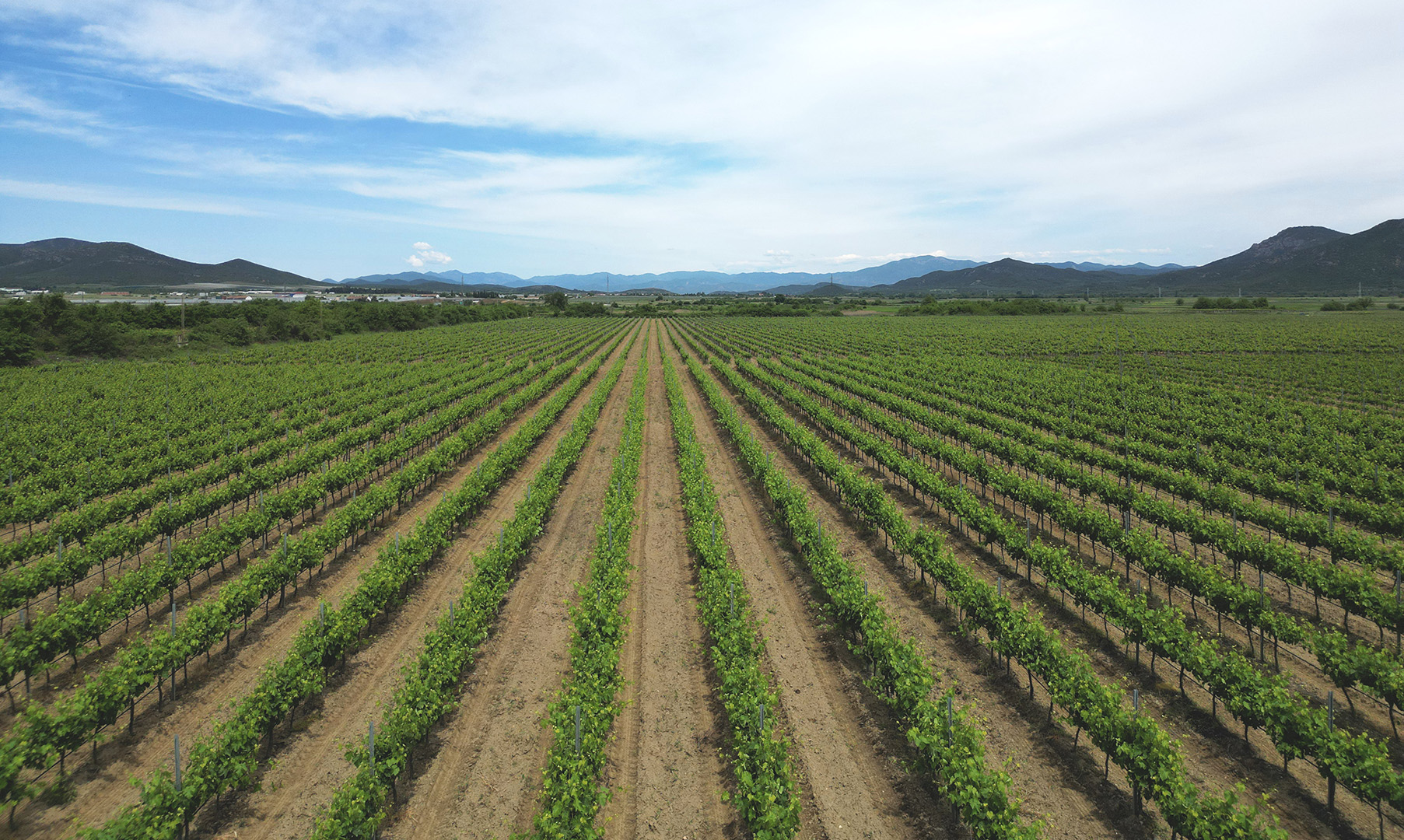 Vineyard Landscape