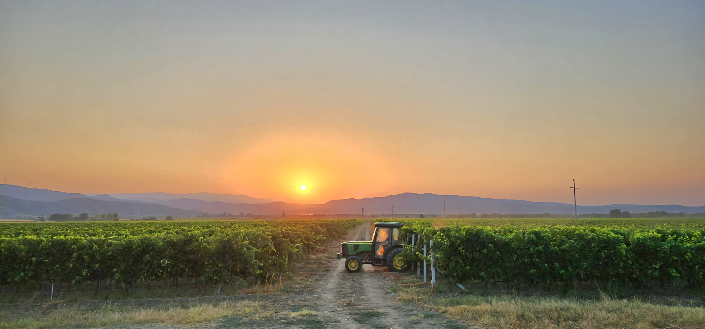 Vineyard Landscape