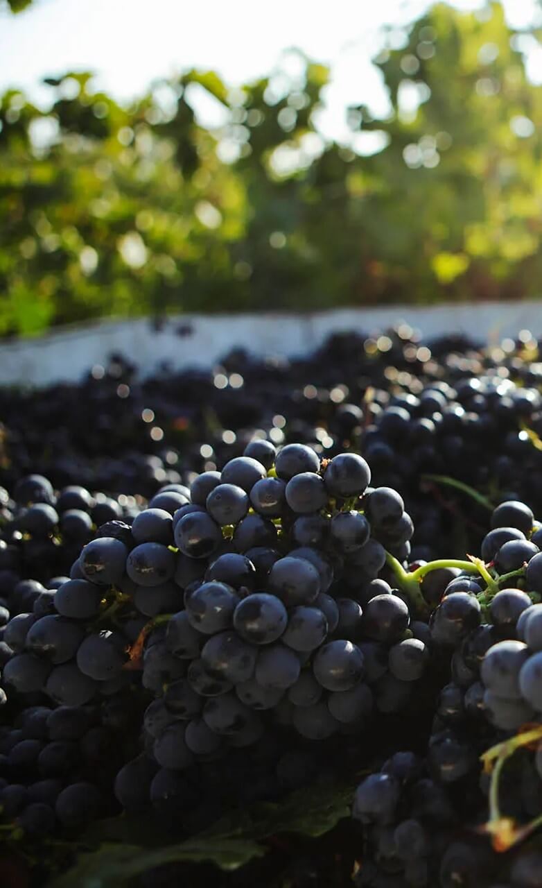 Vine